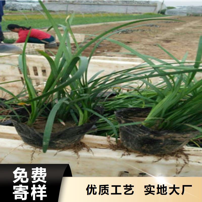 【花海景观耐寒耐旱草花基地0中间商差价】