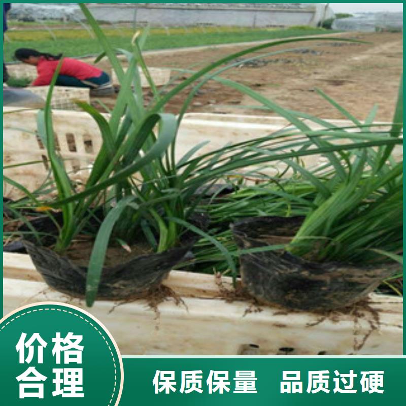 【花海景观】水生植物/荷花睡莲一站式厂家