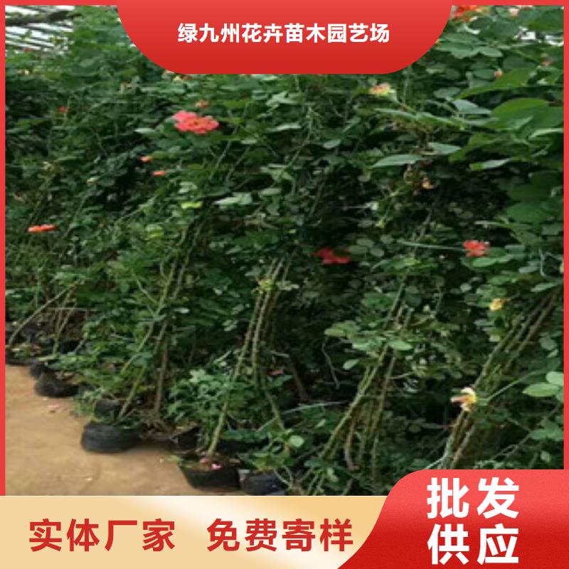 花海景观【五一国庆草花批发】多种规格可选