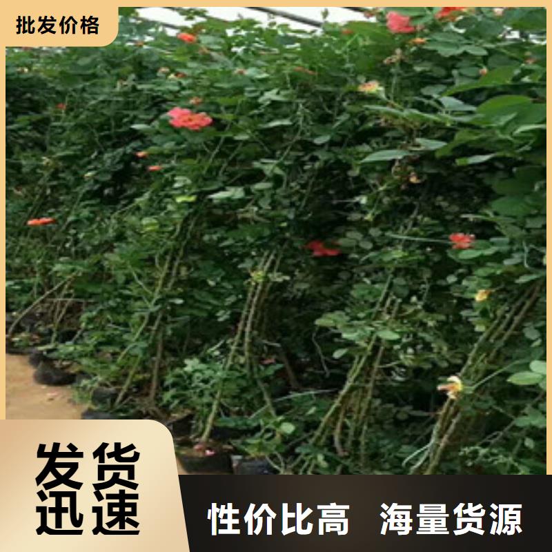 花海景观五一国庆草花批发经验丰富质量放心