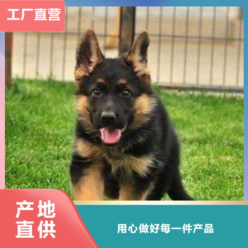 【德国牧羊犬罗威纳犬全新升级品质保障】