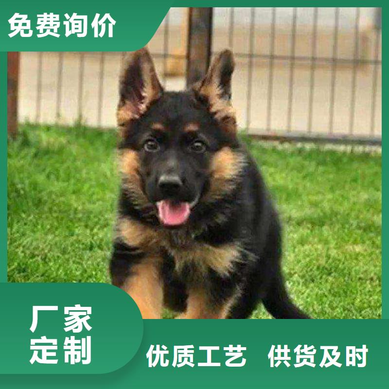 德国牧羊犬卡斯罗犬支持大批量采购