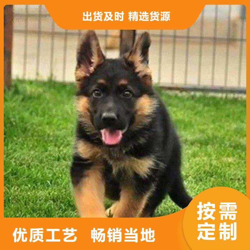 德国牧羊犬杜宾犬支持定制批发