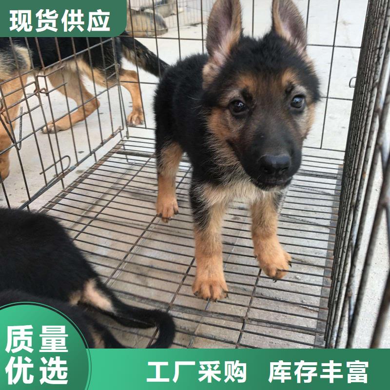 德国牧羊犬杜宾犬支持定制批发