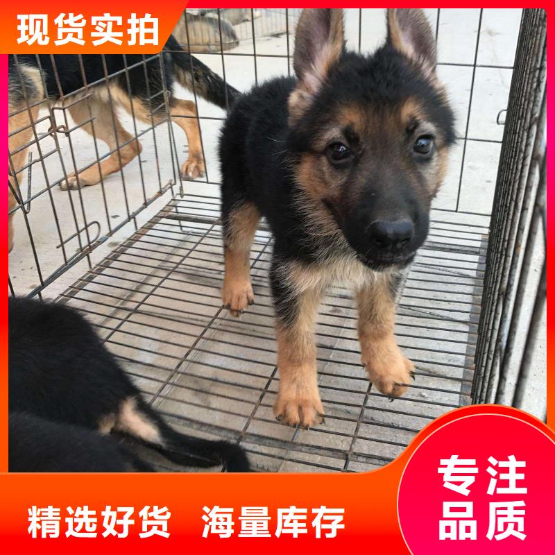 【德国牧羊犬】德牧犬定制批发