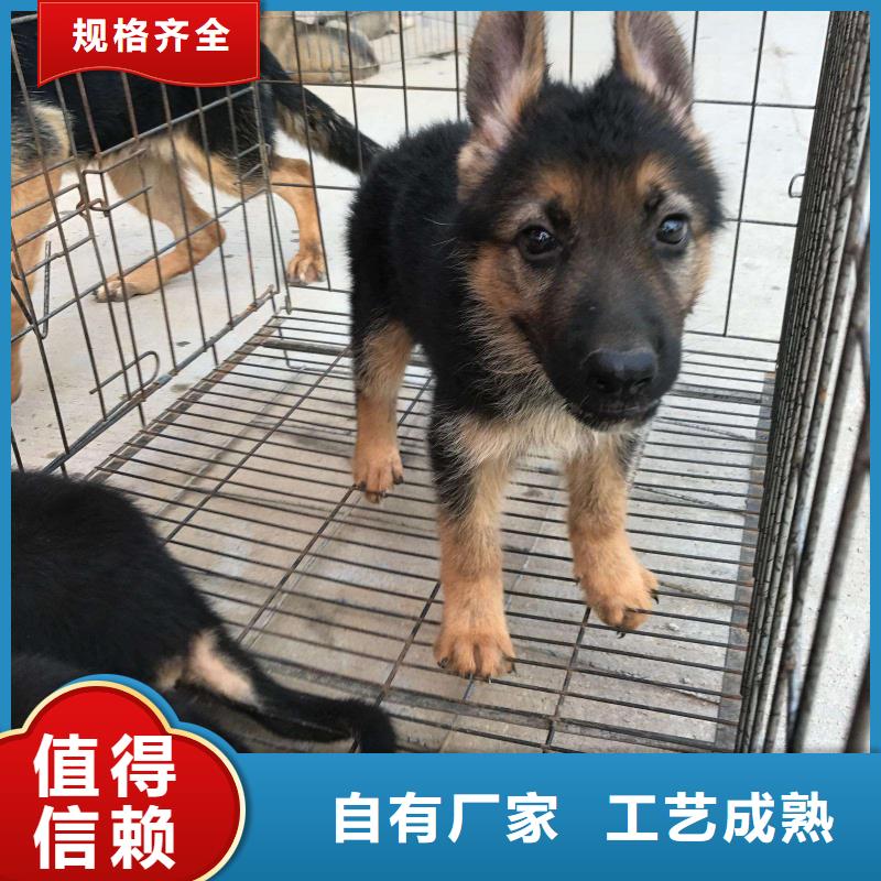 德国牧羊犬,杜宾犬质优价保