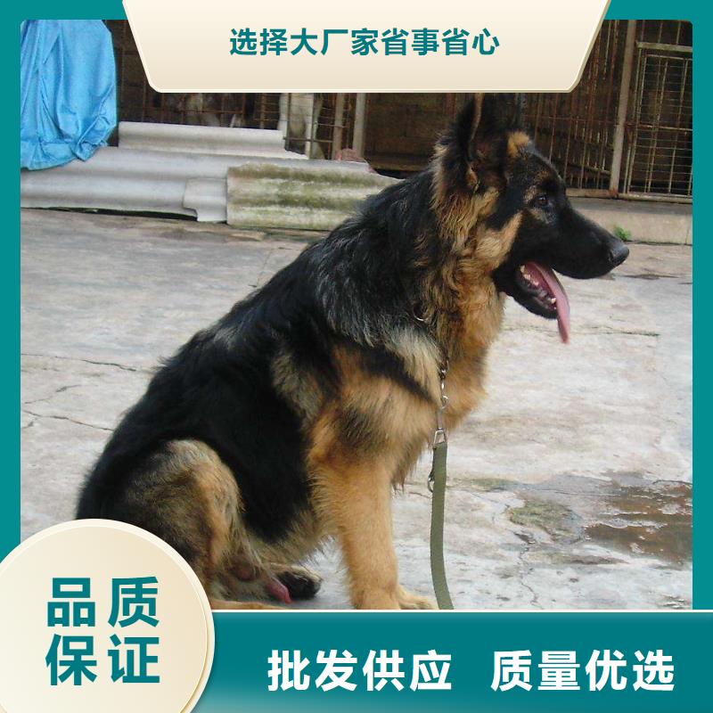 德国牧羊犬杜宾犬大品牌值得信赖