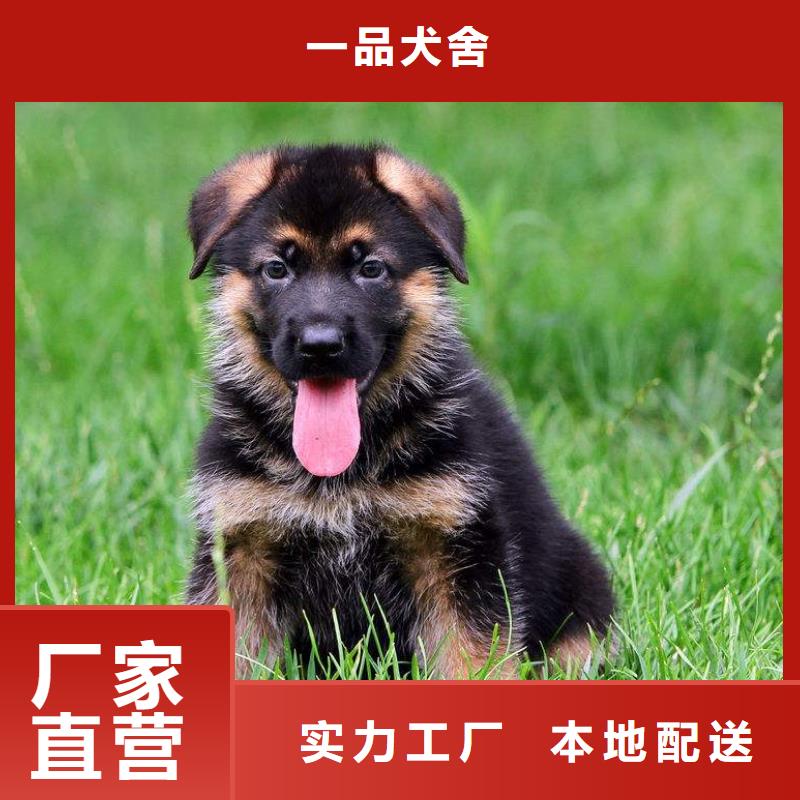 德国牧羊犬_卡斯罗犬优良材质