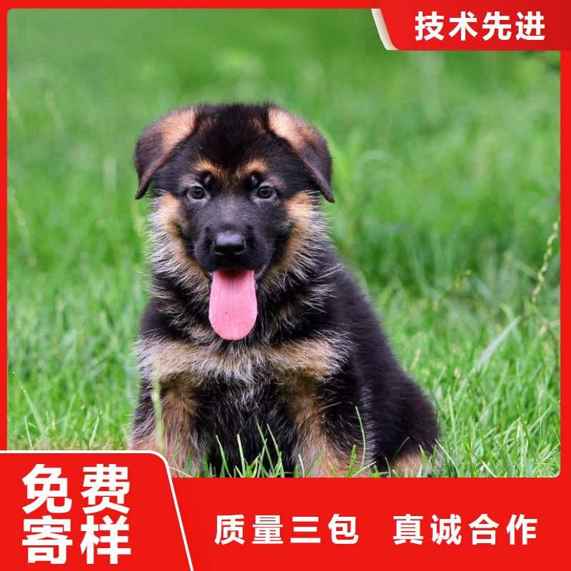 【德国牧羊犬】_高加索犬品质不将就