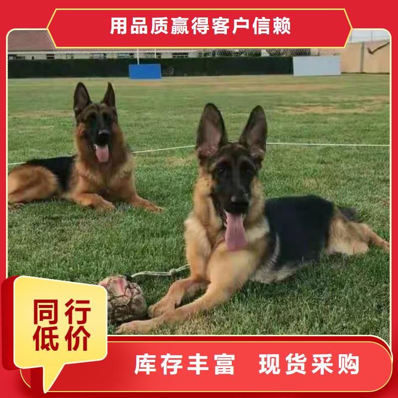 德国牧羊犬_【罗威纳犬】厂家批发价