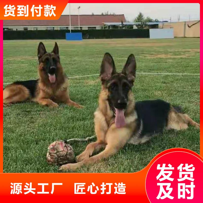 【德国牧羊犬杜宾犬一手货源】