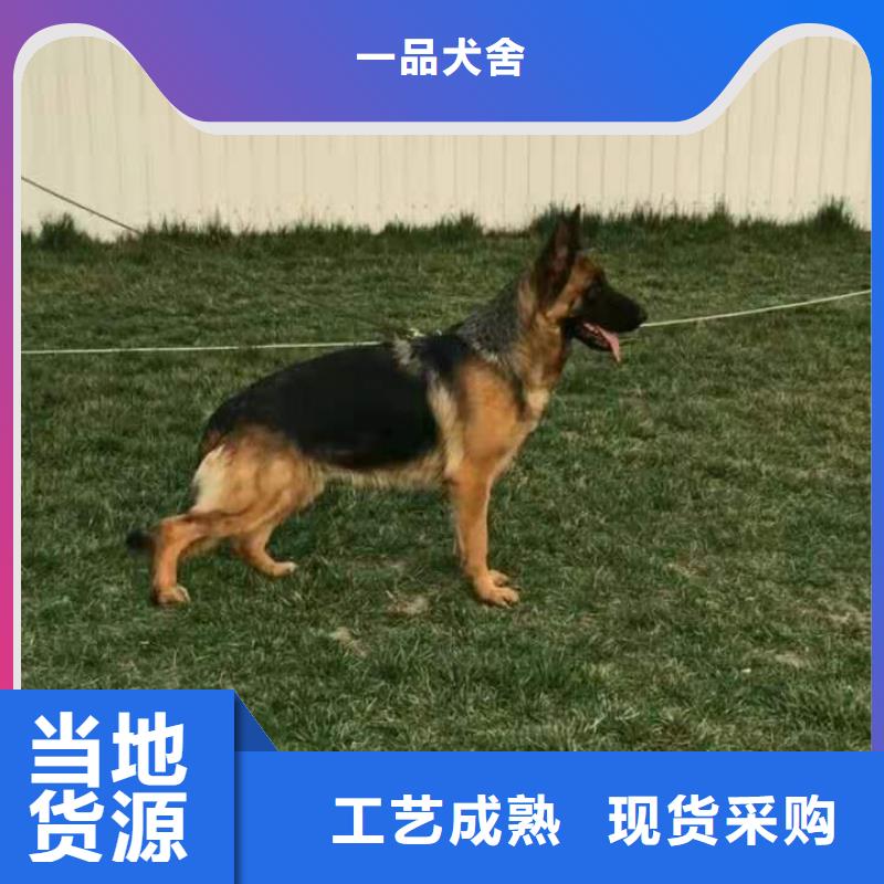 【德国牧羊犬德牧犬工艺成熟】