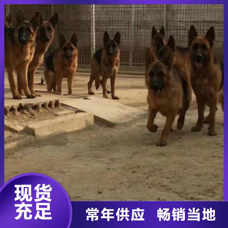 德国牧羊犬比特犬精工细作品质优良