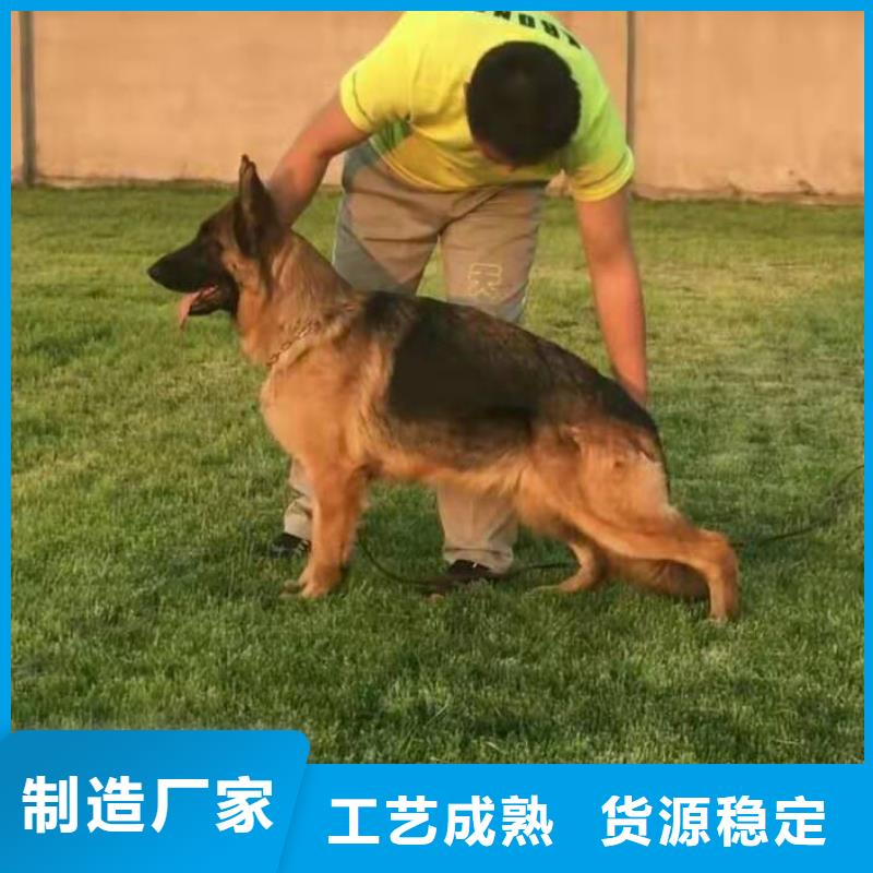 德国牧羊犬卡斯罗犬做工精细