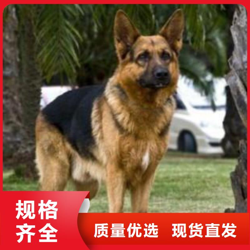 德国牧羊犬_杜高犬合作共赢