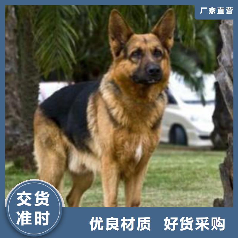 德国牧羊犬杜宾犬大品牌值得信赖