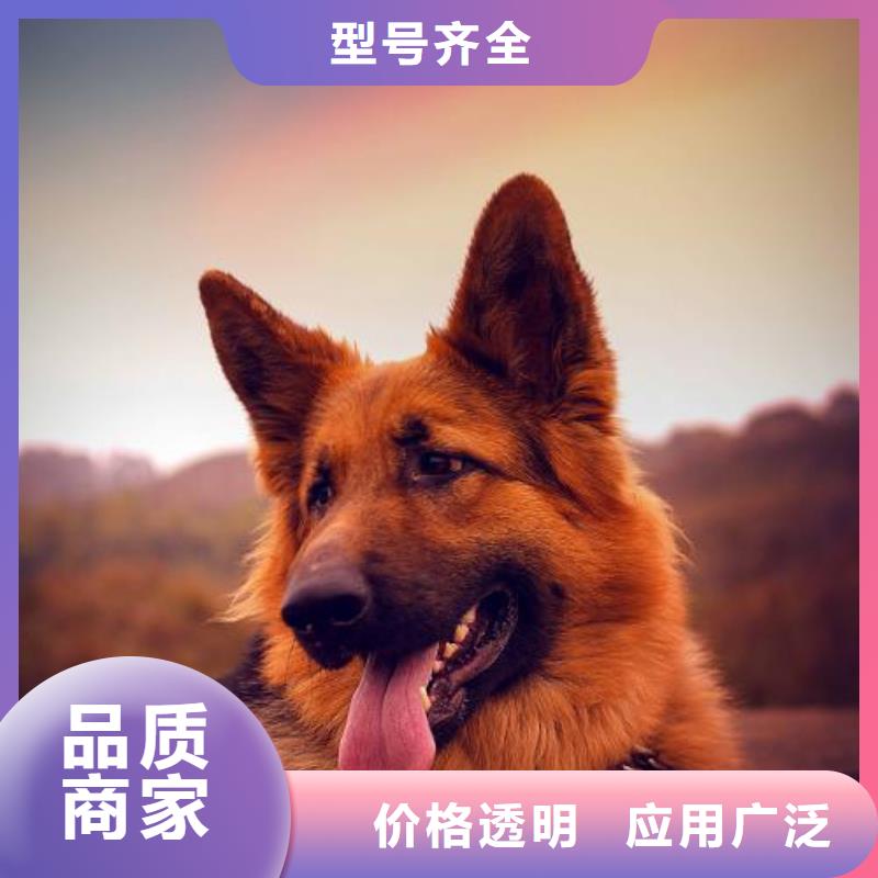 德国牧羊犬黑狼供货及时