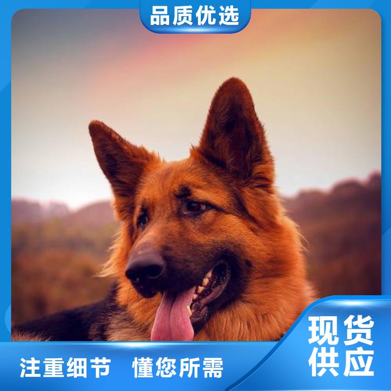 德国牧羊犬_卡斯罗犬优良材质