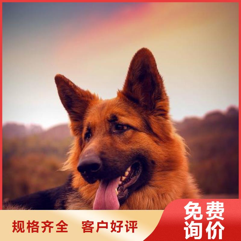 德国牧羊犬卡斯罗犬货源直供