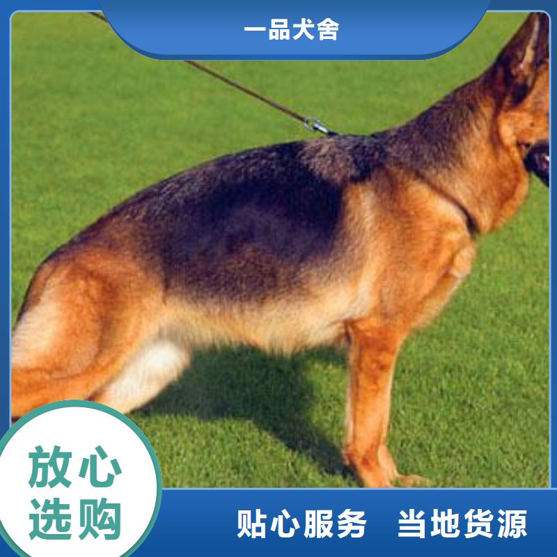 【德国牧羊犬黑狼多种场景适用】