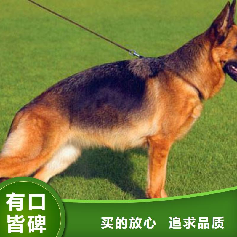 德国牧羊犬杜宾犬敢与同行比质量