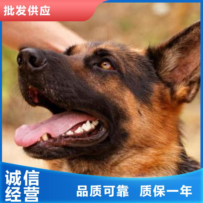 【德国牧羊犬】_高加索犬支持批发零售