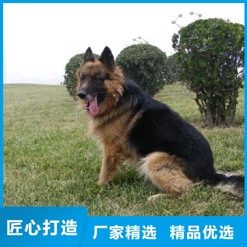 德国牧羊犬-黑狼支持批发零售