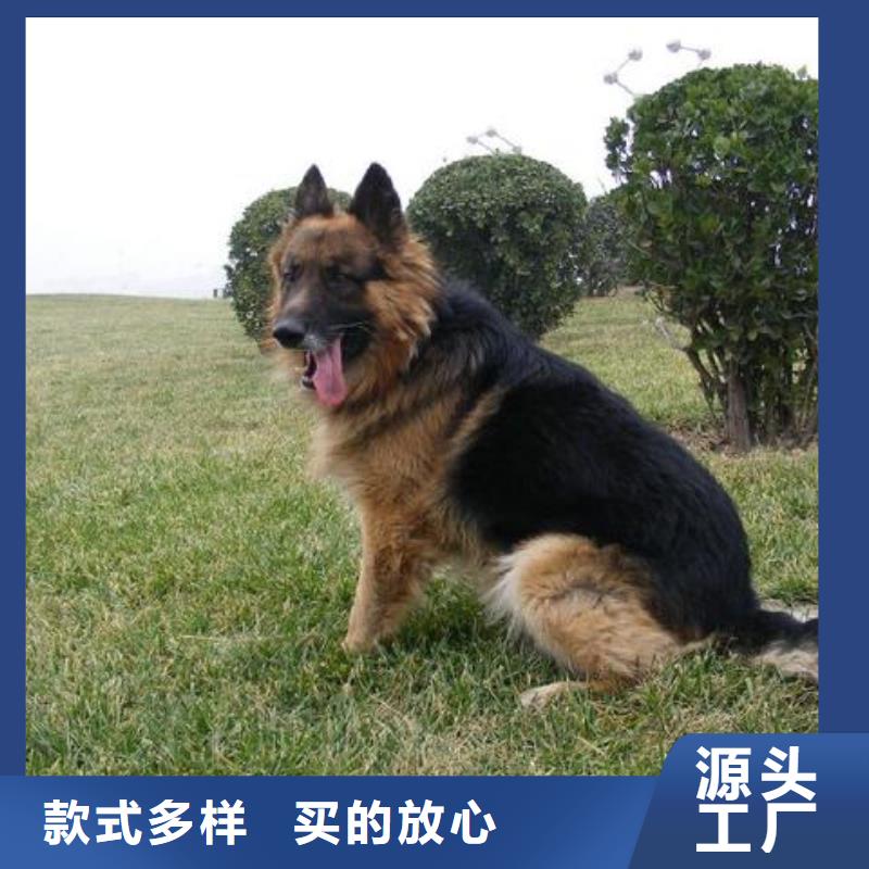 德国牧羊犬,黑狼甄选好厂家