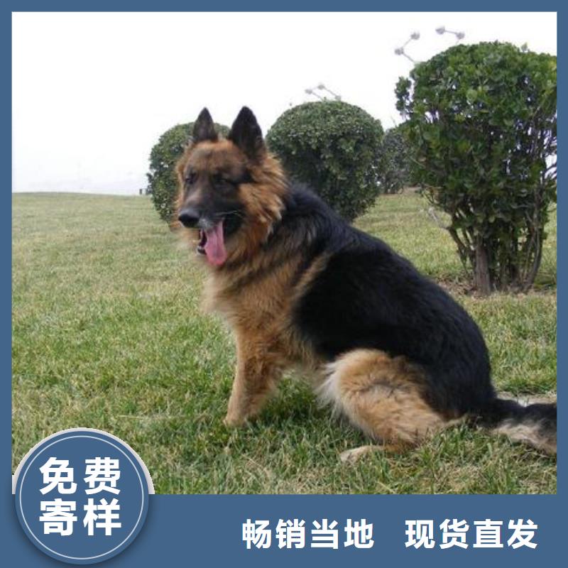 【德国牧羊犬德牧犬工艺成熟】