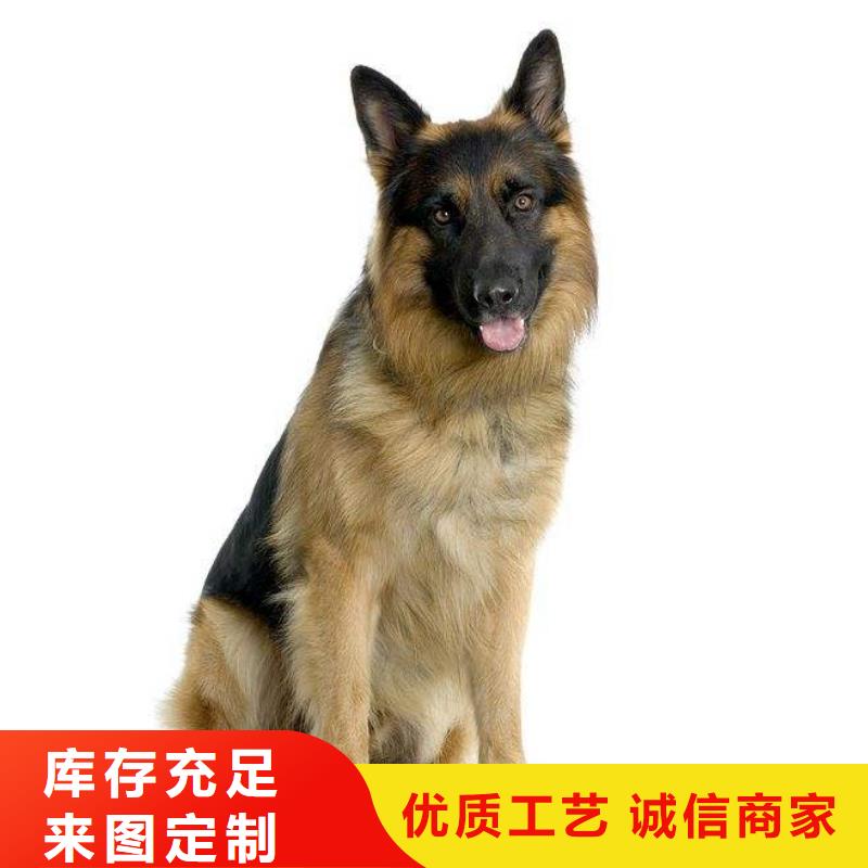 【德国牧羊犬杜宾犬一手货源】