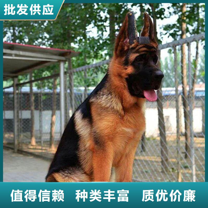 德国牧羊犬杜高犬专心专注专业