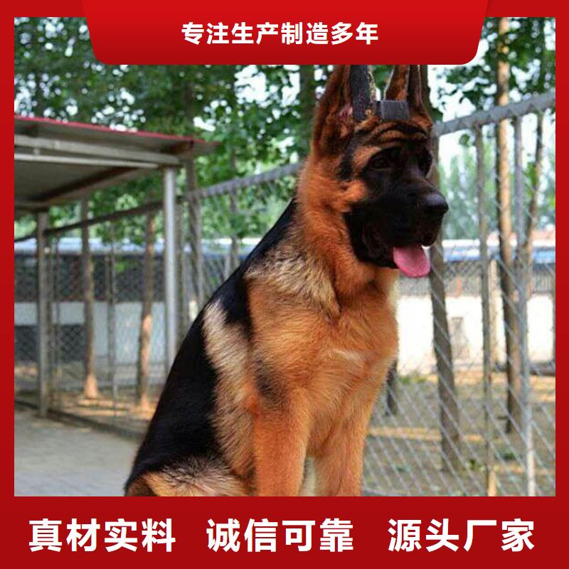 德国牧羊犬杜宾犬支持定制批发