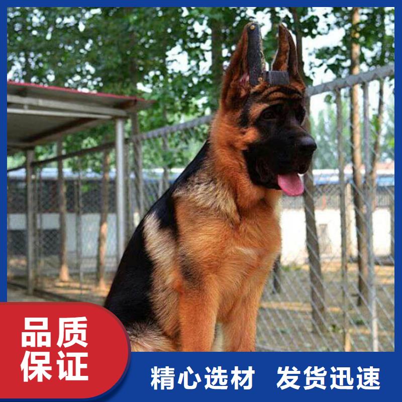 【德国牧羊犬高加索犬源头厂家经验丰富】