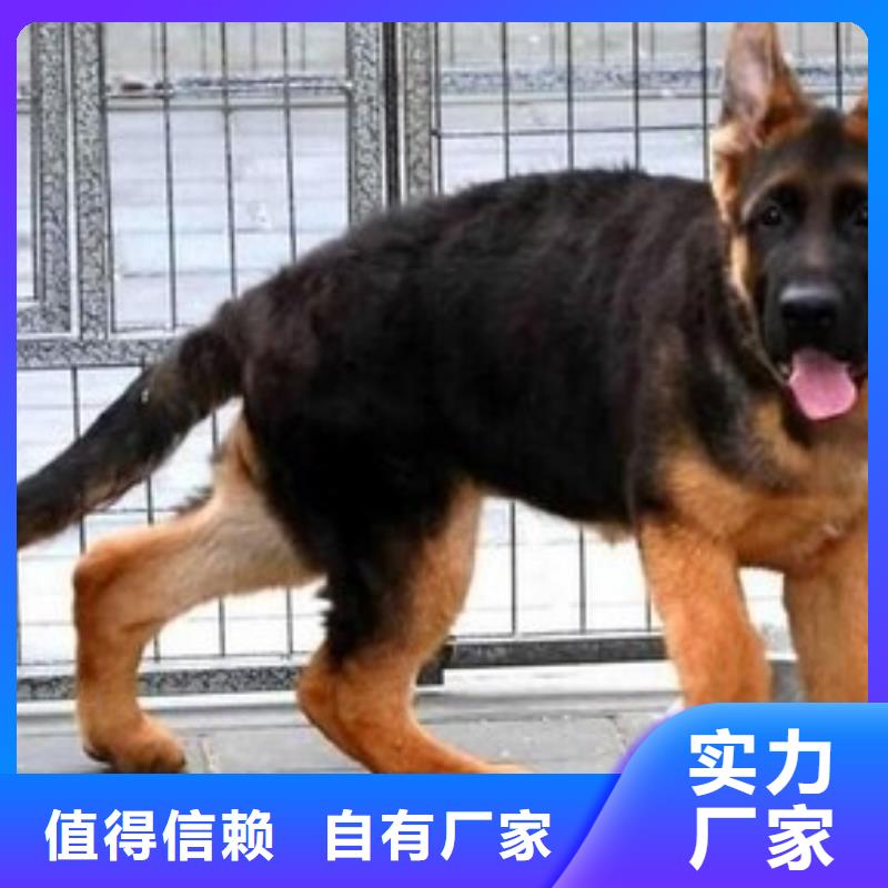 德国牧羊犬,黑狼甄选好厂家