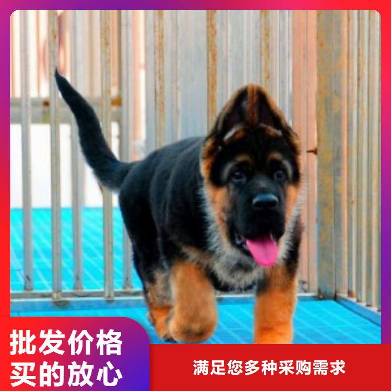 【德国牧羊犬杜宾犬一手货源】