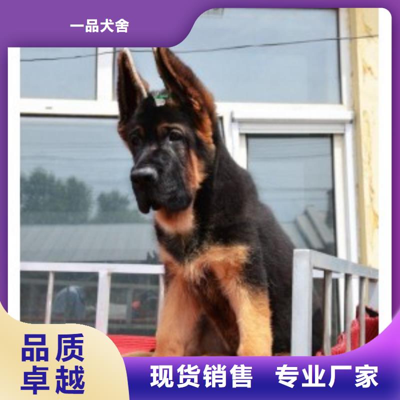 德国牧羊犬卡斯罗犬实体诚信经营