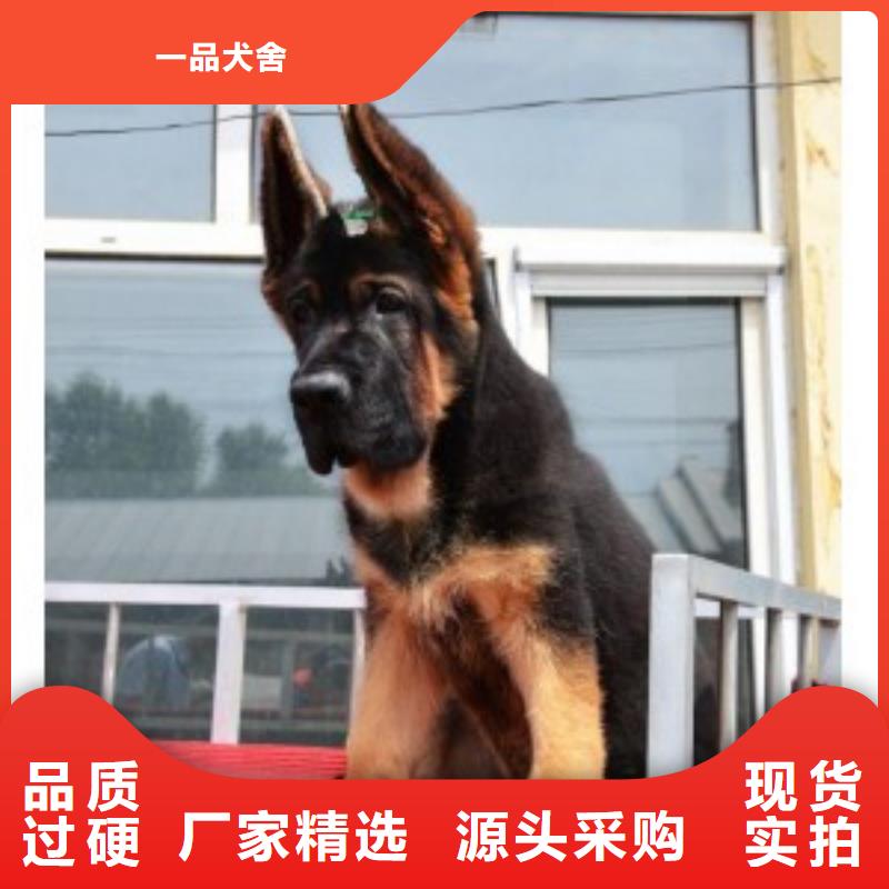 德国牧羊犬黑狼供货及时