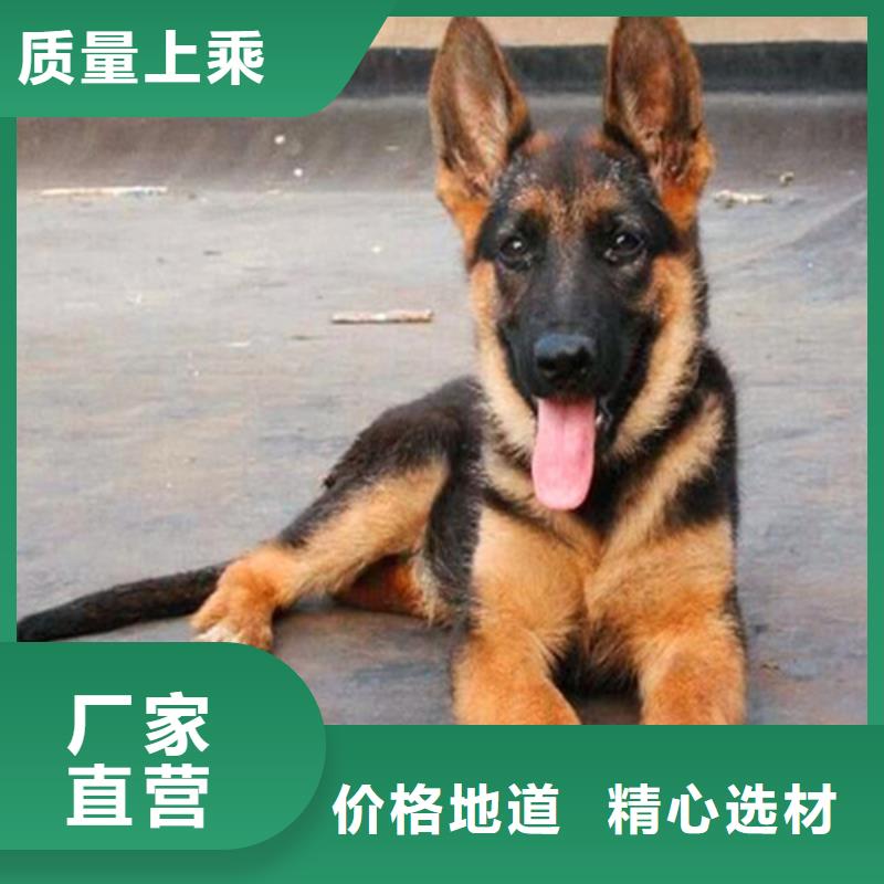 德国牧羊犬马犬现货批发