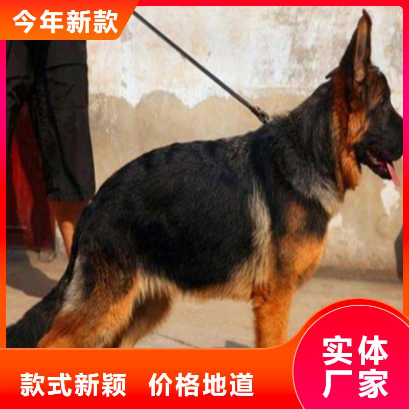 德国牧羊犬罗威纳犬严谨工艺