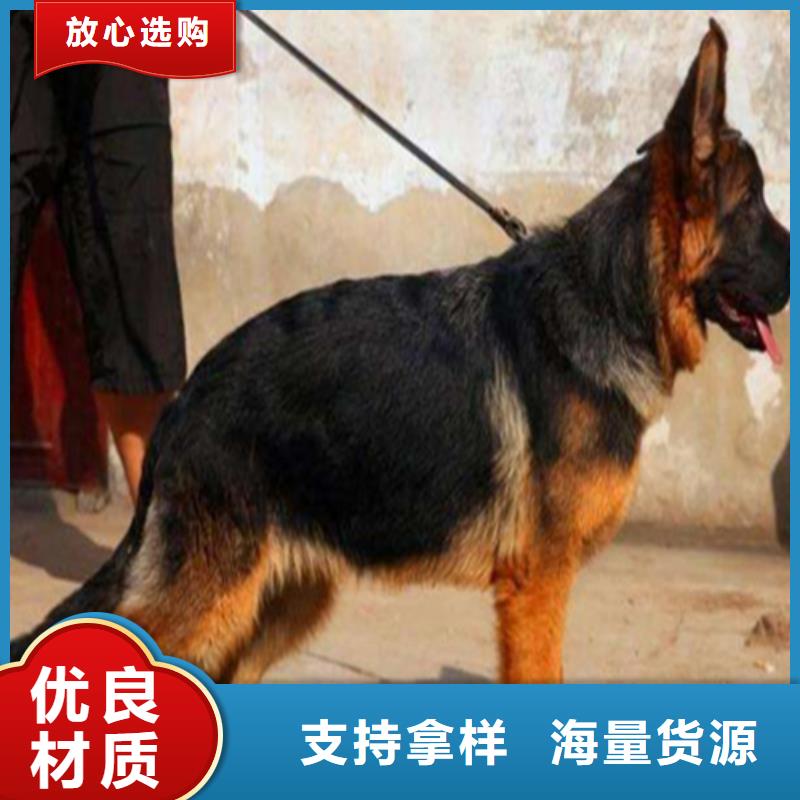 【德国牧羊犬罗威纳犬全新升级品质保障】