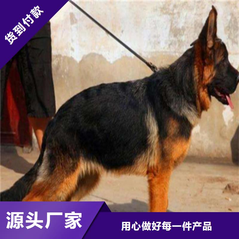 德国牧羊犬【杜高犬】敢与同行比价格