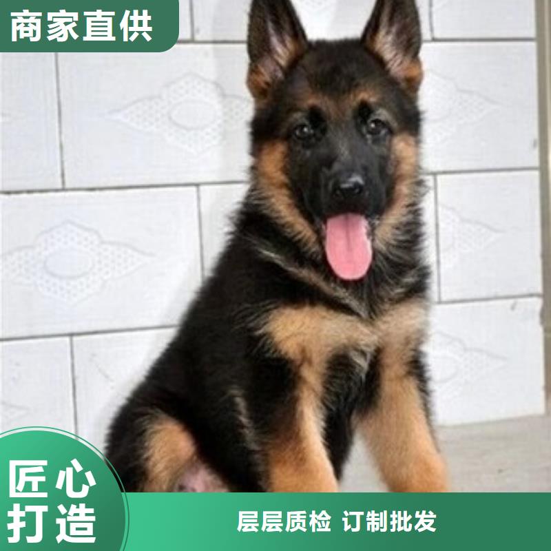 德国牧羊犬卡斯罗犬实体诚信经营