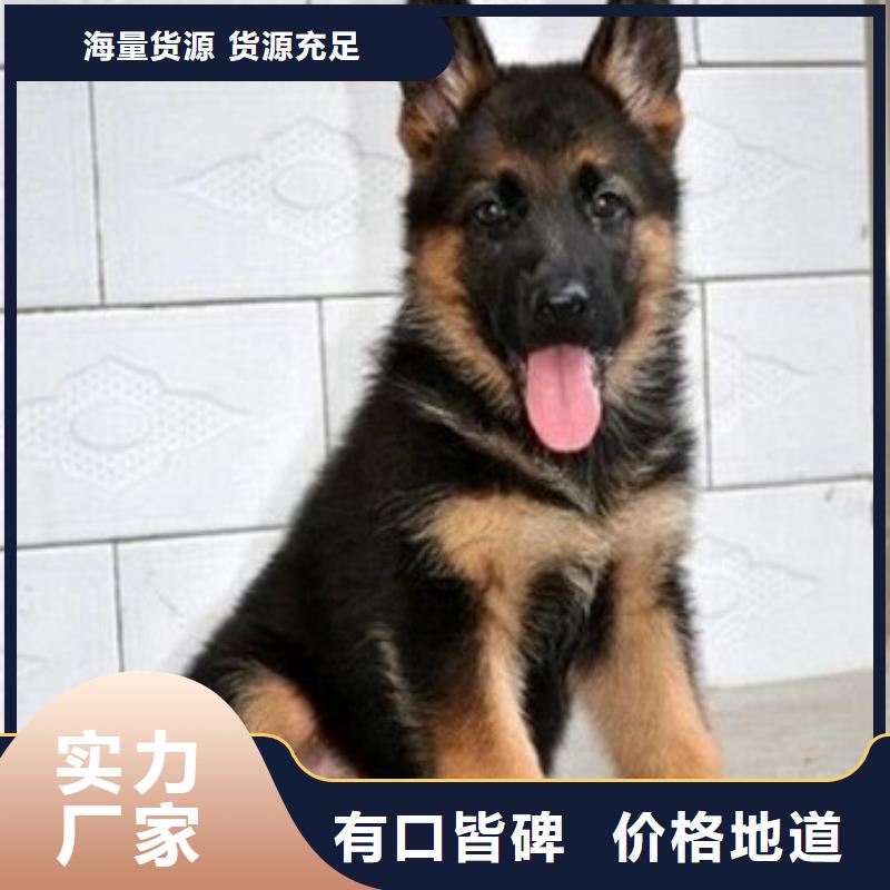 德国牧羊犬杜宾犬专业的生产厂家