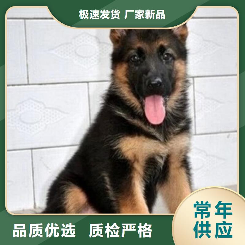 【德国牧羊犬】德牧犬定制批发