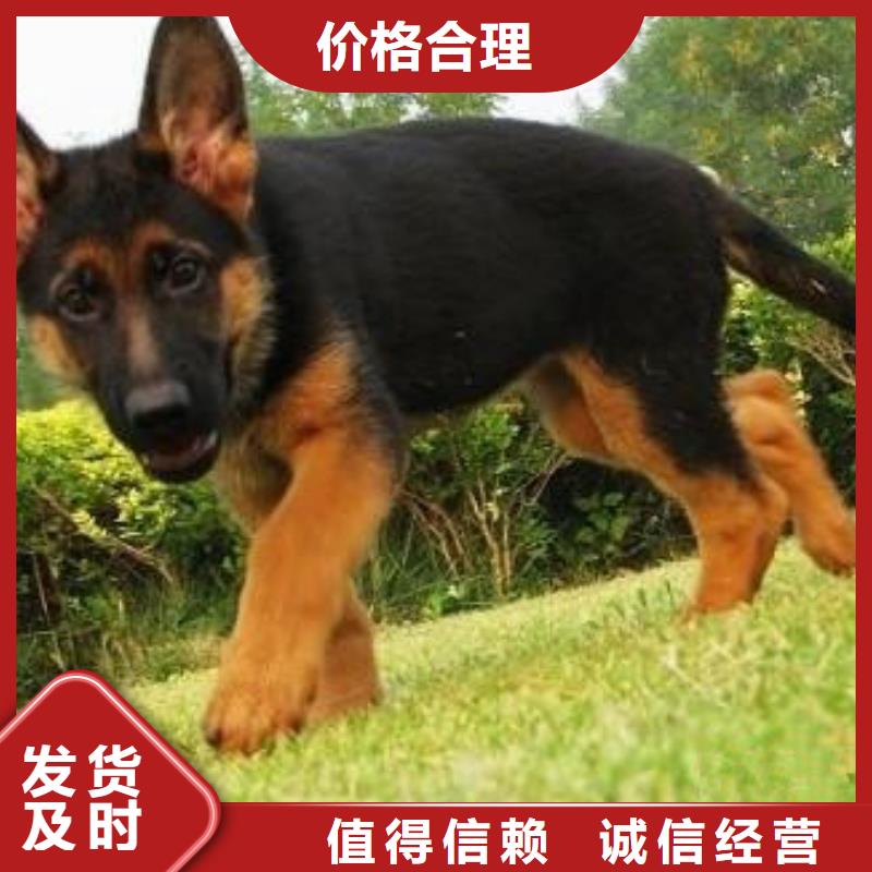 德国牧羊犬,马犬现货充足