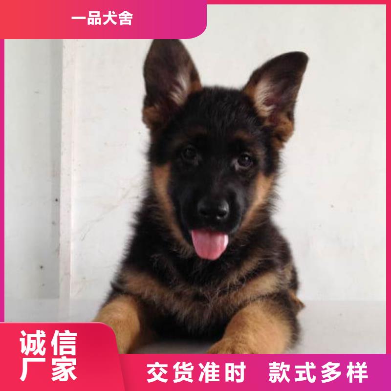 德国牧羊犬-德牧犬大厂生产品质