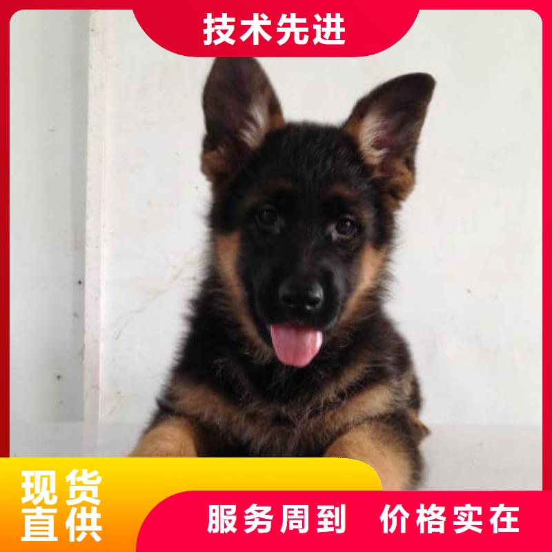 德国牧羊犬,马犬现货充足