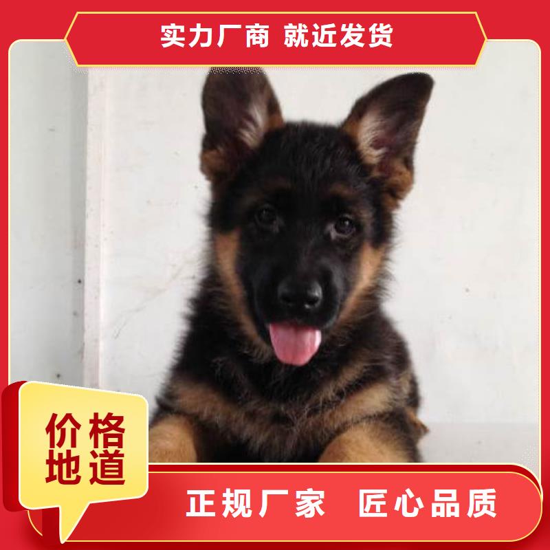 德国牧羊犬杜宾犬支持定制批发