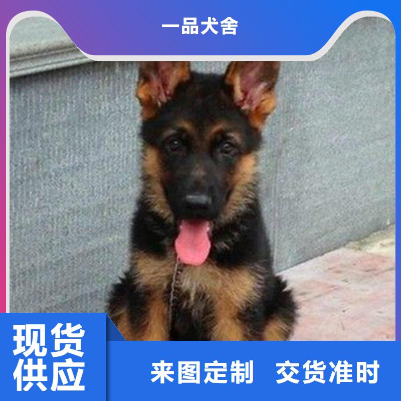 德国牧羊犬【马犬】可零售可批发