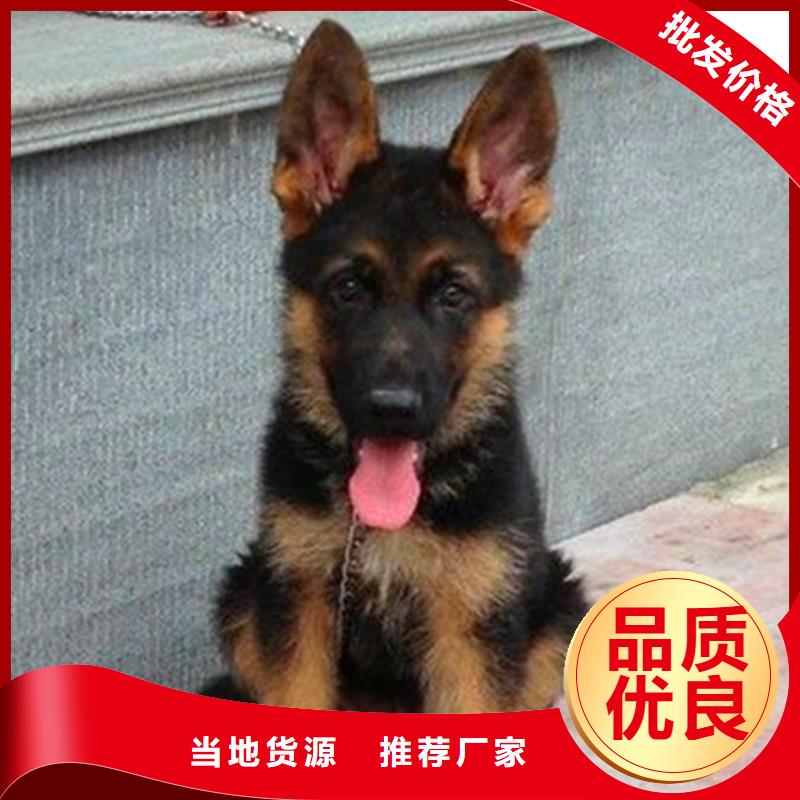 德国牧羊犬,马犬现货充足